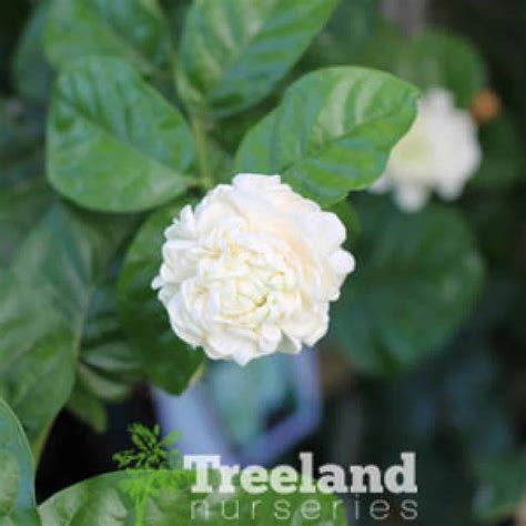 Double Flower Arabian Jasmine Jasminum Sambac Grand Duke Treeland