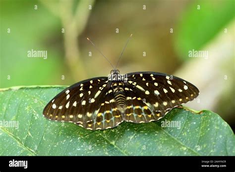 Butterfly Of Borneo Archduke Female Borneo Stock Photo Alamy