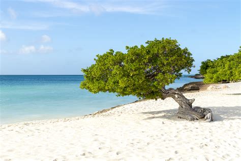 All Sizes Aruba Divi Tree Flickr Photo Sharing