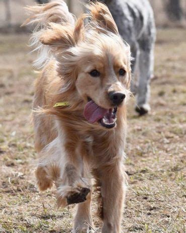Is breeding mini golden retriever bad for the canines themselves? Get to Know the Mini Golden Retriever - K9 Web
