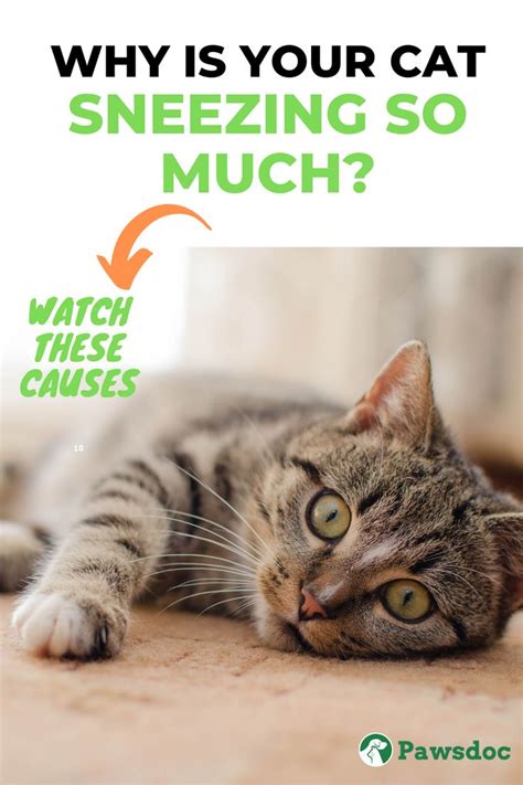 In cases with generally mild tearing and discharge from the eyes. Why Is My Cat Sneezing A Lot I Causes And Remedies in 2020 ...