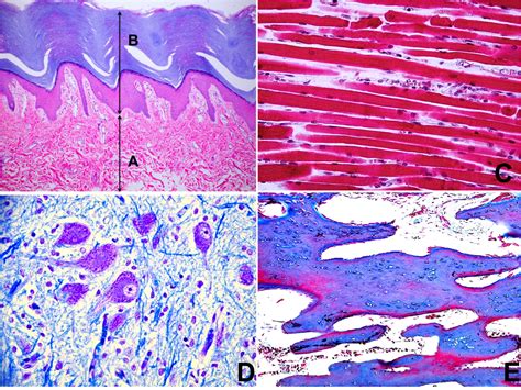 Sos Biologia Celular Y Tisular Tejido Epitelial Epithelial Tissue Riset
