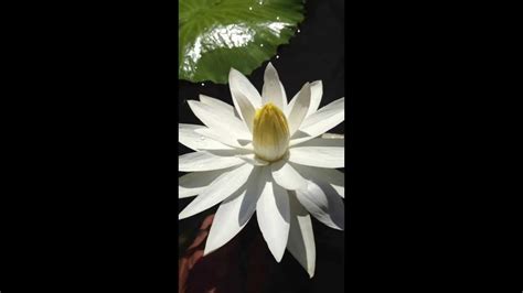 Blooming White Night Blooming Tropical Water Lily Youtube