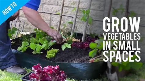How To Grow Garden Vegetables In Small Spaces Youtube