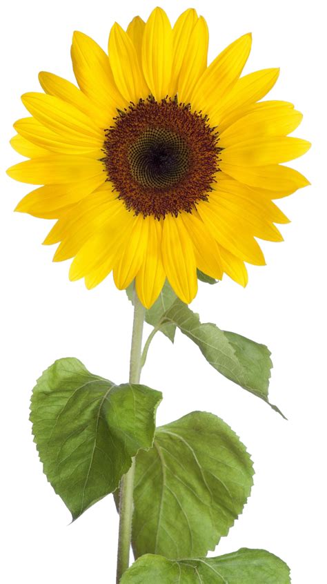 Png Sunflower Transparent Sunflowerpng Images Pluspng