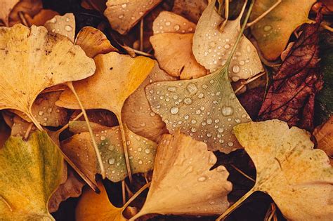Leaves Drops Autumn Macro Yellow Hd Wallpaper Peakpx