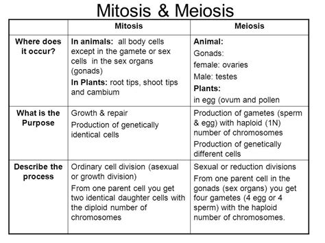 Mitosis In Plants Vs Animals