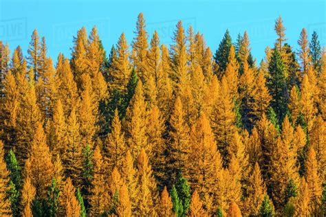 Autumn Pine Trees Stock Photo Dissolve