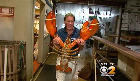 this 132 year old lobster was released into the wild after 20 years in a restaurant s tank the