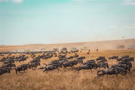 Facts About The Great Wildebeest Migration Serengeti National Park