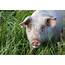 10 Facts About Pigs  Farm Animals Topics Campaigns & FOUR