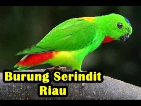 Gambar merupakan bahasa yang universal dan dikenal jauh sebelum manusia mengenal tulisan. Flora dan Fauna Indonesia - Media Pembelajaran - YouTube