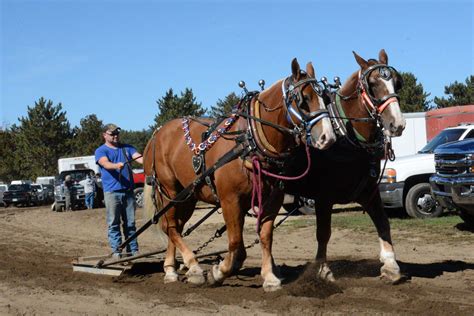 Draft Horses Pulling