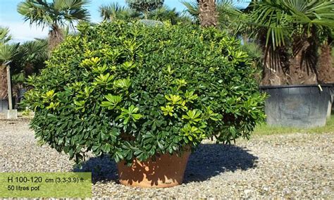 I inherited several of these planted as a hedge, poorly pruned into a little rectangular box. Pittosporum Tobira Nanum (Dwarf Japanese Mock Orange ...