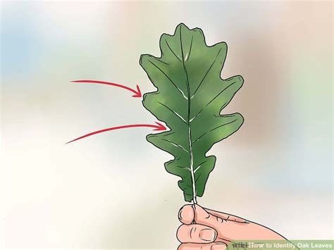 How To Identify Oak Leaves Oak Leaf Identification Leaf