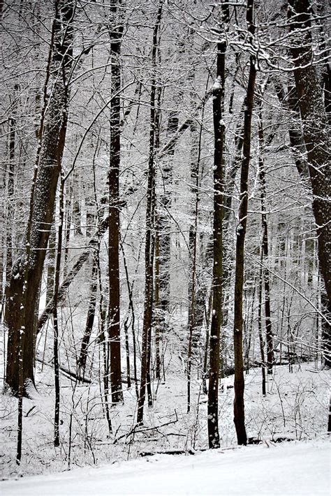Woods On A Snowy Night Photograph By Penny Hunt Fine Art America