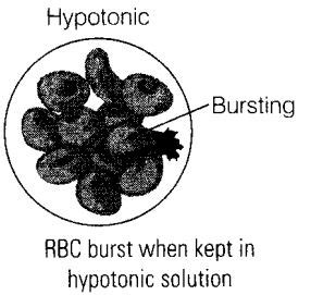 Maybe you would like to learn more about one of these? If cells of onion peel and RBC are separately kept in ...