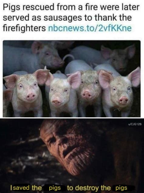 Sad Pig Noises Memes