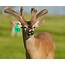 M3 Whitetails…Sometimes… I Think Someone Switched The Ear Tags… – Deer 