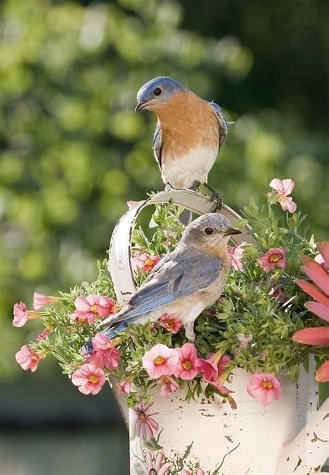 I know what birds like. Spring - love to see blue birds in my yard. Just wish mine ...