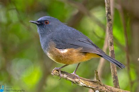 Birding Within The Nilgiris Western Ghats Glads Click Birds2nest