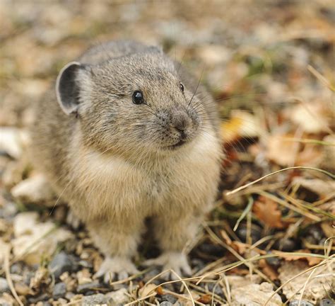 Cutest Pika Ever Photograph By Amy Gerber