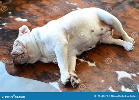 Pretty White English Bulldog Sleeping On Carpet Stock Image Image Of