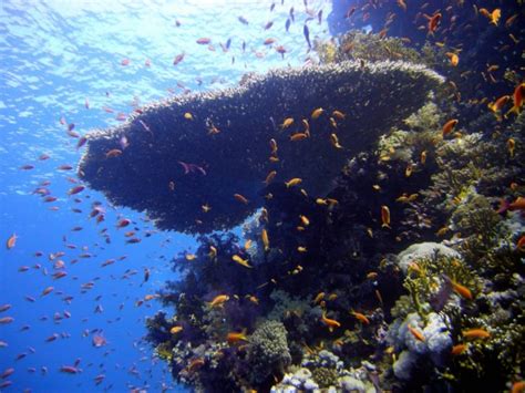 Best Diving Sites In Sharm El Sheikh Red Sea Scuba Dive Reviews By