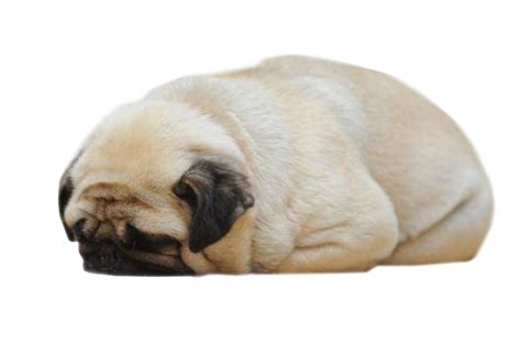 More than 12 million free png images available for download. Transparent Pugs — sleepy transparent pug
