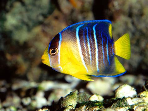 Beautiful Fishes Wallpaper Pictures | Sea Water Animals | cini clips