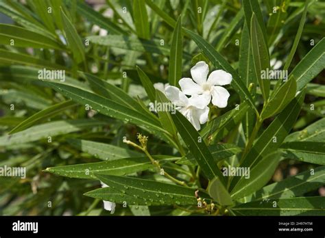 White Oleander Flower In Green Leaves Close Up Stock Photo Alamy