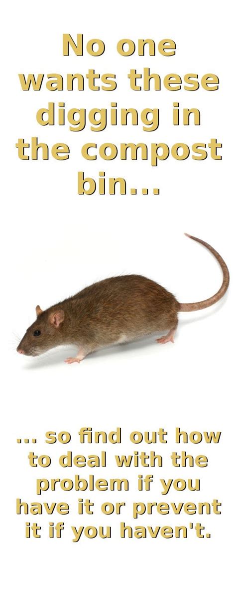 Gardens are particularly vulnerable to rats, since compost bins and many garden plants provide food and shelter for the animals. How to deter rats from garden | Compost, How to make ...