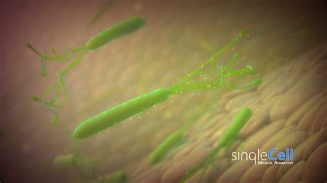 Bacteria Hpylori Animation Single Cell Animation Youtube