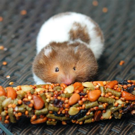 Funny Hamster Eating Food Stock Image Image Of Food 33187983