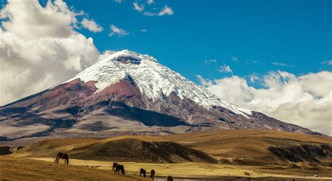 Cotopaxi Volcano And Wild Horses Flying And Travel