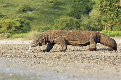 I think that for 2 mana is completely busted. Komodo Ejderi, varanus komodoensis — Stok Foto ...