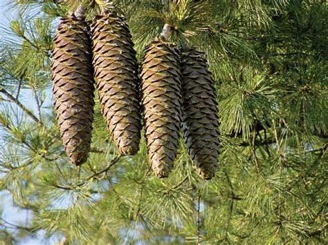 Pine Description Conifer Genus Species Uses Characteristics