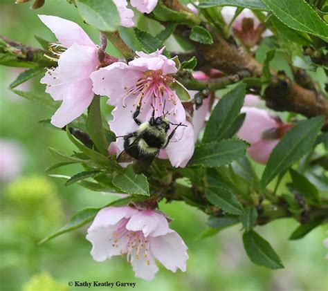 Where Are All The Bumble Bees Bug Squad Anr Blogs