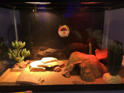 New Leopard Gecko Cage Setup R Reptiles