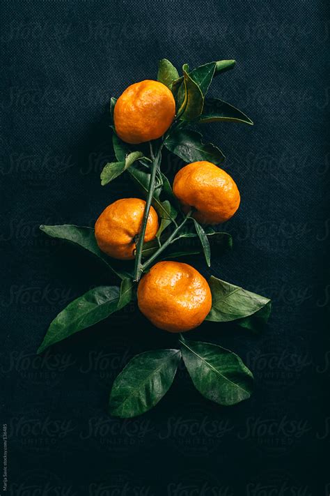 Four Tangerines By Stocksy Contributor Marija Savic Stocksy