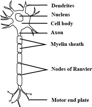 Human Nerve Cell Labeled Diagram From The Ground