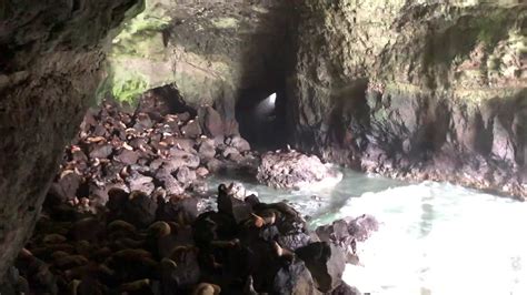 Sea Lion Cave On Oregon Coast Youtube
