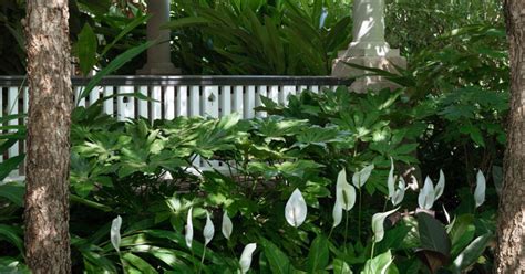 Shade Plants And Flowers The Best Pick For Your Garden Australian