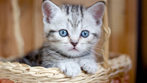 National Cuddly Kitten Day 30 Cute Kittens Who Demand Cuddles