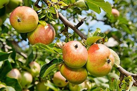 The fruit will be ready to harvest in september. Honeycrisp™ Apple Tree | Jardins