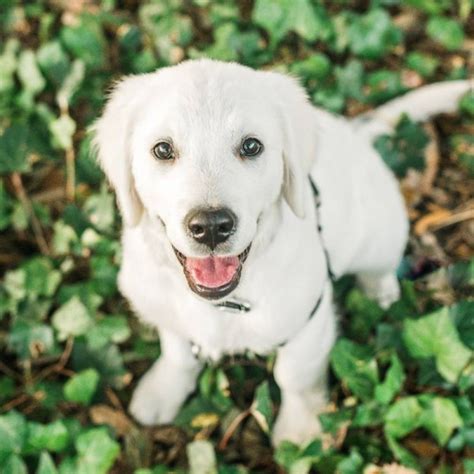 We are thrilled that we located legacy english goldens! Puppies - English Cream White Golden Retrievers | Treasure ...