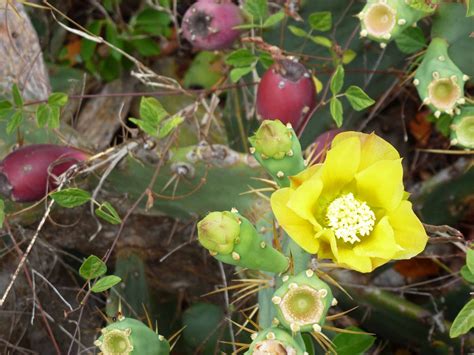 Are all prickly pear cactus fruits edible? Last Dance: Lignumvitae Key Botanical State Park