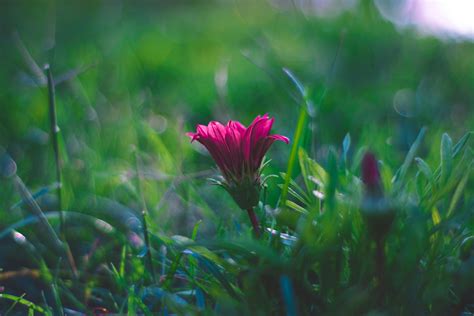 Selective Focus Photography Of Pink Flower · Free Stock Photo