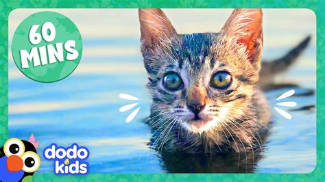 60 Minutes Of The Cutest Kitten Stories Dodo Kids Animal Videos
