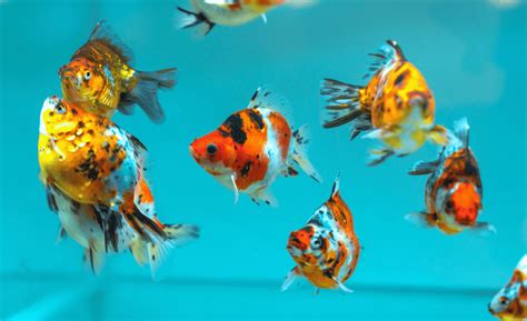 Unveiling The Rainbow Underwater A Deep Dive Into Goldfish Colors